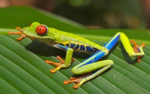 Cute-Green-Frog-With-Orange-Eyes-Photos