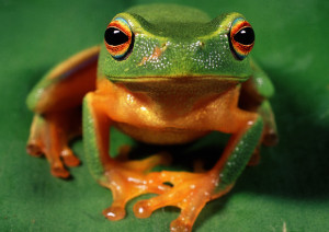 graceful-tree-frog