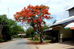 Battambang 16